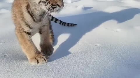 Cute little tiger walking in the snow