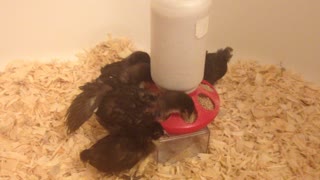 Rare Black Java chicks first feeding after being shipped!