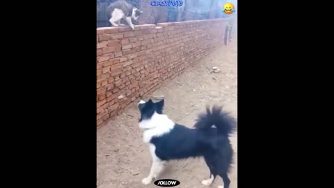 Best of funny animals (part10)