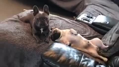 Dogs caught lounging on the couch