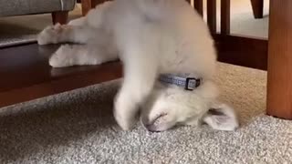 Sleepy Puppy Naps In Adorably Funny Position