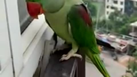 Parrot Calling Mummy