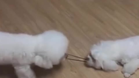 2 puppies dog playing