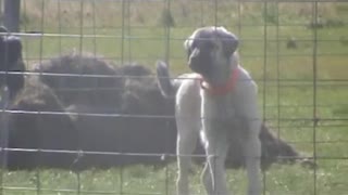 Kangal Dog Puppy, 4 months old