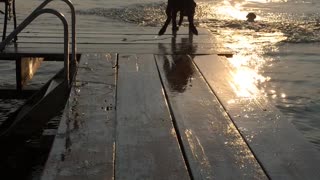 Dogs Jumping Off of a Pier