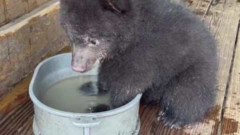 The adorabale baby bear ted