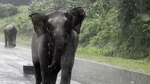 Elephant Charges at Tourist's Car