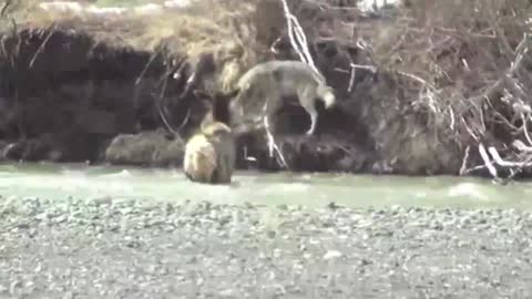 Gray wolf attacks elk in river in Yellowstone Nati_batch