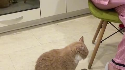 disgruntled cat asks for food