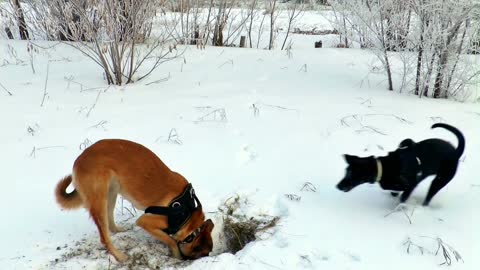 Dogs Digging