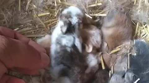 14 day old Holland Lop bunnies