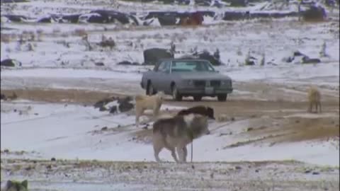 Huskies and Bears | Wild: Polar Bear Diary | BBC Earth