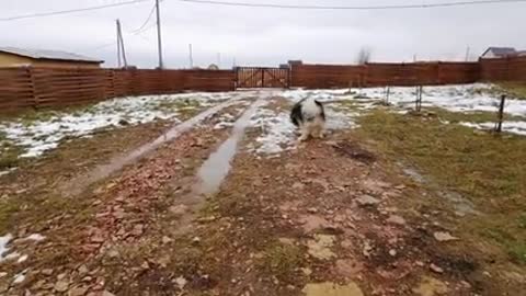 Cute Husky plays ball with his girlfriend and gently fondles her