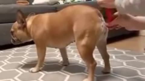 Cute — animal — cute dogs —funny animal videos—Funny video / Süß – Tier – süße Hunde