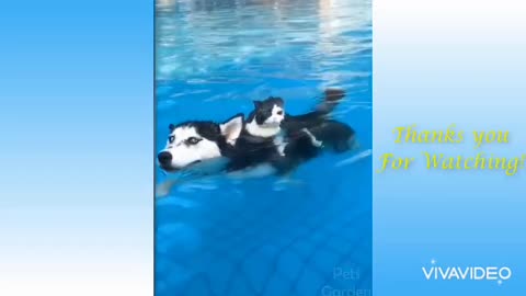 Dog saves drowning kitten (CUTE🤗)