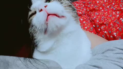 Cat sings classic children's song with owner