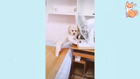 Cute little puppy preparing bed to sleep