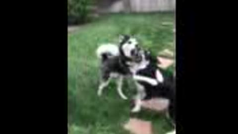 Huskies playing