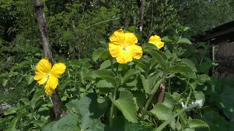 Pumpkin Flower