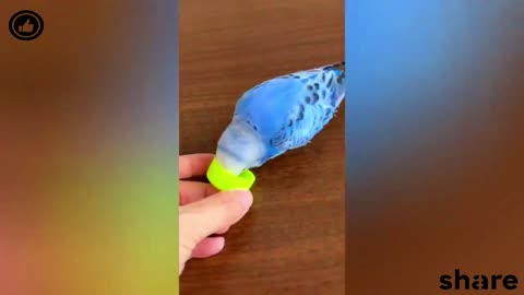 SMART AND FUNNY PARROTS - TRY NOT TO LAUGH 🦜🐦😂| Funny Pets
