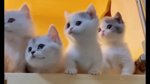 CUT BABY KITTEN