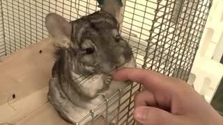 Super cute chinchilla enjoys relaxing massage