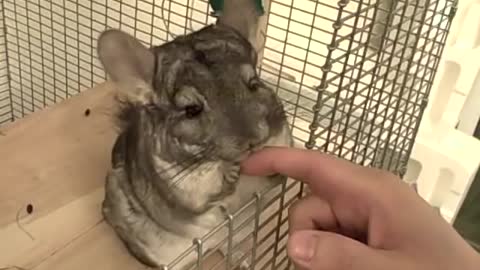 Super cute chinchilla enjoys relaxing massage