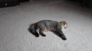 Adorable Cat Runs In Its Sleep