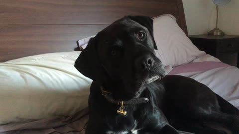 Dog demonstrates his super cute head tilt