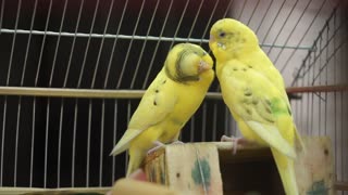 Close-Up Video Of Yellow Birds Being Romantic To Each Other (1)