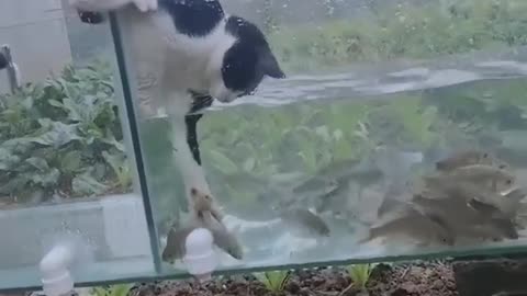 cat fishing in the aquarium