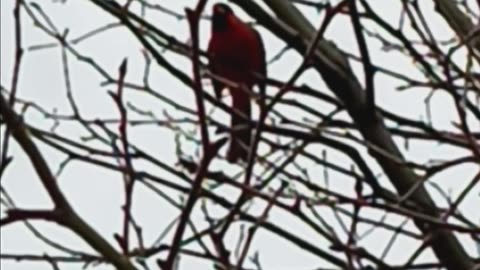 Northern Cardinal