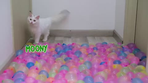 Cat_Vs_Water Ballon _Cat_IQ_Test😂🤣