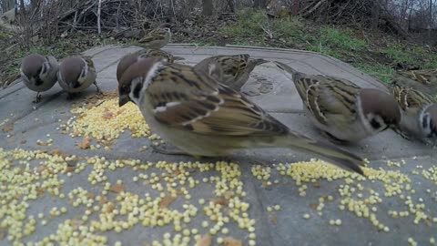 Wild sparrows eating birdseed placed on a metal surface
