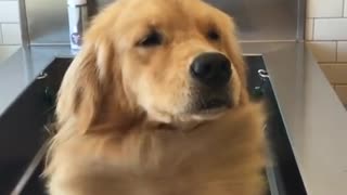 Fabuloso Golden Retriever hace alarde del pelo en su pecho