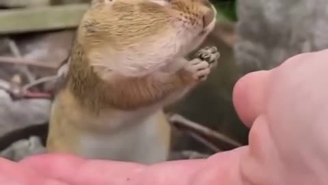 Saying I Love You To My Squirrel Charlie - Cute Tik Tok - Adorable Animals - Tik Tok Compilation