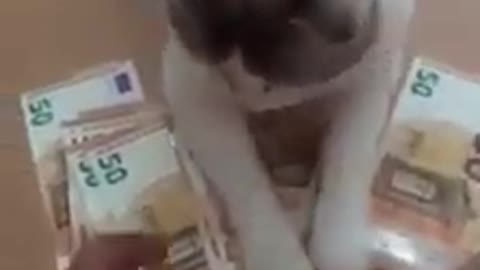 This Cat Is Not Wanting To Part With Its Money...