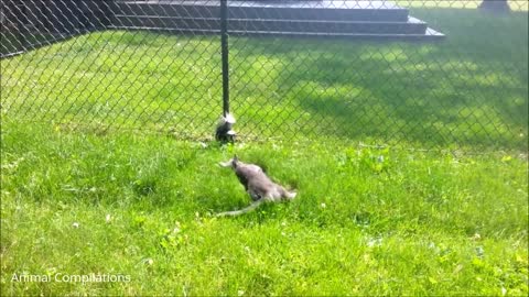 CRAZY BABY SKUNK TRYING TO SPRAY