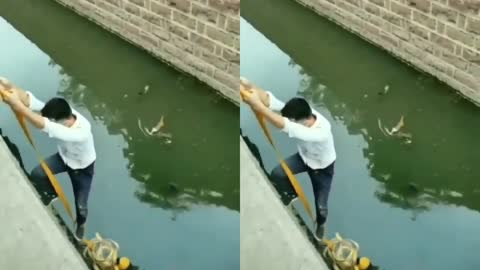 Someone Rescued The Cat that had fallen into the river