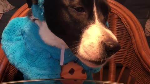 Dog eats cookie in 'Cookie Monster' costume