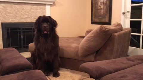 Giant Newfie Throws A Tantrum, And Only His Tiny Owner Can Handle Him