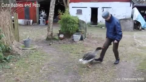 beautiful funny animals doing crazy things and human