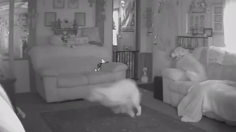 Dog goes insane after owner leaves home