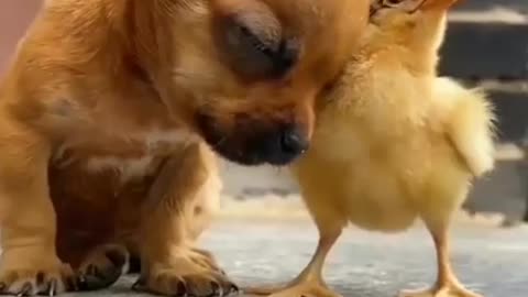 See how the amazing love of a bird with a puppy of a dog.