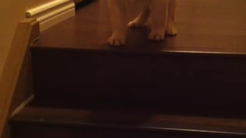 Puppy teaching Puppy to go down stairs! SO cute! - ORIGINAL VIDEO! (from owner)