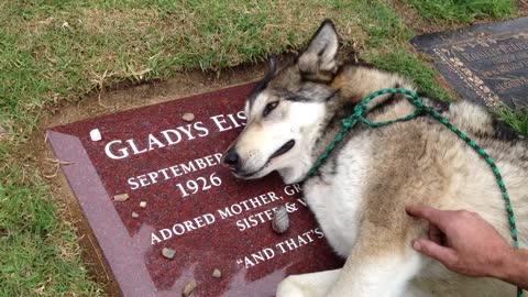 Amazing Husky Crying Over Grandmother's Graveside In Cemetery