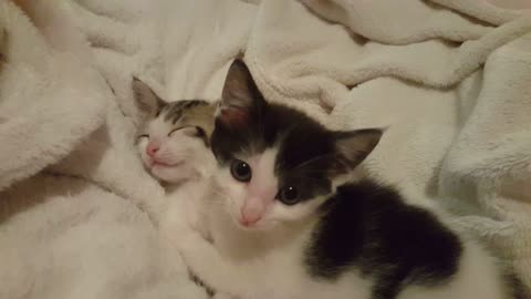 Kitten terrorizes his brother while trying to sleep