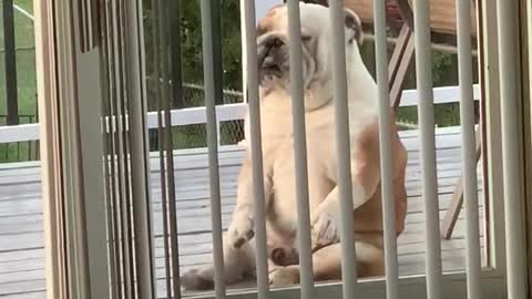 This Bulldog Is Definitely Dancing Like Nobody's Watching