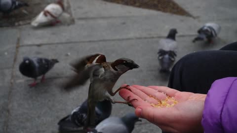 Feeding the Birds.