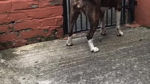Dog challenging neighbour to a dance off